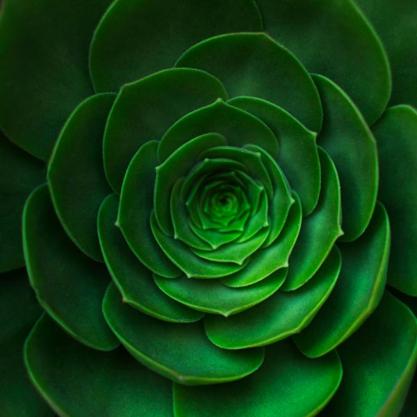 Intricate green plant